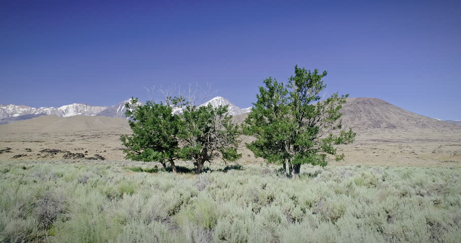 Aerial Over green Trees In The Nevada Countryside, USA
