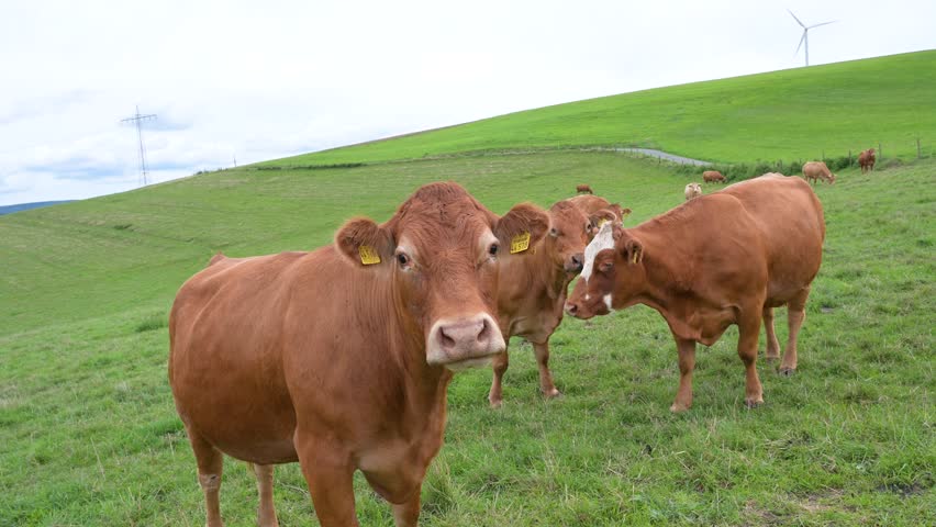 Cows grazing on pasture in Germany, species appropriate animal husbandry, farmland meadow 