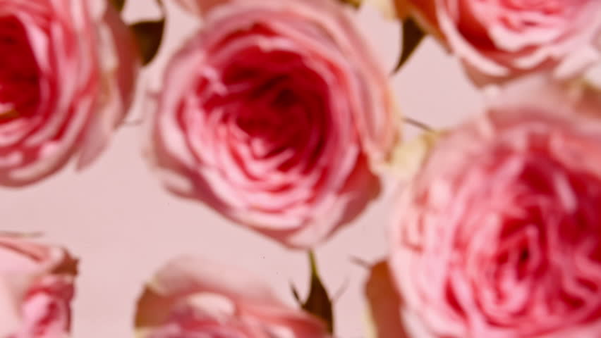 slow motion of falling roses on water Royalty-Free Stock Footage #3417669969
