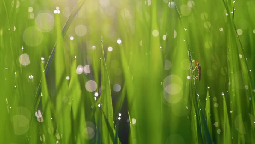 Super macro shot of green grass with dewdrops and insects. Morning nature shot of wet grass with bokeh at sunrise