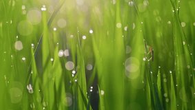 Super macro shot of green grass with dewdrops and insects. Morning nature shot of wet grass with bokeh at sunrise - Powered by Shutterstock - Get 15% off with code: PIKWIZARD15