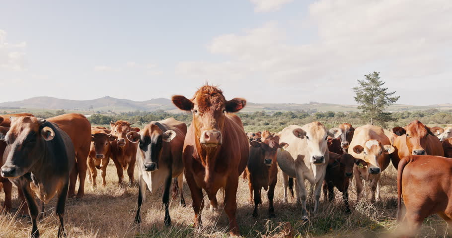 Farming, cows and sustainability with animals, countryside and livestock on a field, summer and beef production. Cattle grazing, nature and landscape with agriculture, milk farm and eco friendly