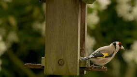 4K video clip of European Goldfinch eating seeds, sunflower hearts, from a wooden bird feeder in the rain in a British garden during summer