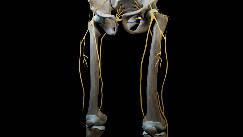 This 3d animation shows a bulged disc overview