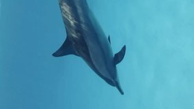 Vertical video, dolphins swim over sand seabed in shallow water. Top view of Spinner dolphins floating above sandy bottom