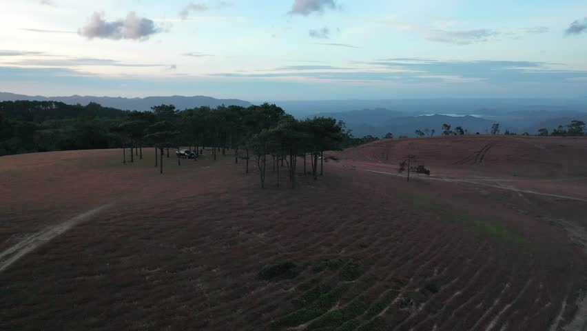 Pink grass field and pine trees
