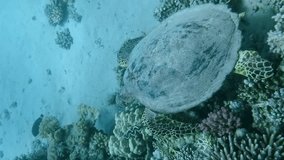 Vertical footage video, Sea Turtle sitting on reef and eating corals, Slow motion, Close-up. Hawksbill Sea Turtle or Bissa (Eretmochelys imbricata) chews soft corals on coral reef