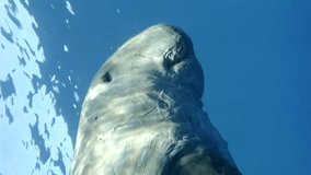 Vertical video, Close up portrait of Sea cow swim under surface of water and takes a breath, Slow motion. Marine Sirenia, Dugong or Sea Cow (Dugong dugon)