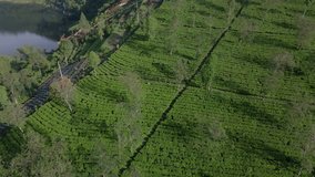 Aerial view of fresh green tea terrace plantation on the slope of mountain in Wonosobo, Indonesia