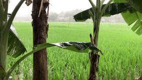 The video captures a gentle rain falling over a picturesque paddy field, adorned with swaying banana trees. The soothing sound of rain, combined with the lush greenery of banana leaves.