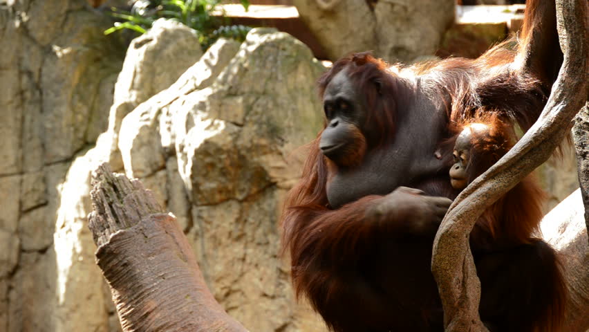 Female orangutan with her baby - Pongo pygmaeus | Shutterstock HD Video #34179976