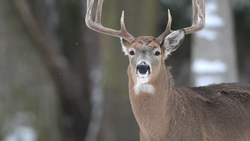 a buck in the winter, A big male white tail deer in the snow. 