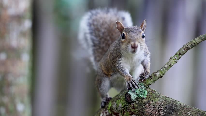 A brave squirrel with an injured arm perched on a branch, captured in a poignant moment as it leaps off-screen. Royalty-Free Stock Footage #3418011885