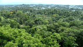 Beautiful landscape of the Amazon rainforest, Yasuni National Park, Ecuador. The place with the most biological diversity in the world South America. ProRes footage.