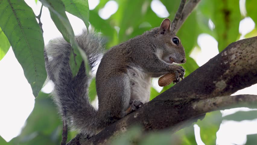 Profile View of a Cute Young Squirrel Eating a Peanut on a Tall Tree Branch Royalty-Free Stock Footage #3418019675