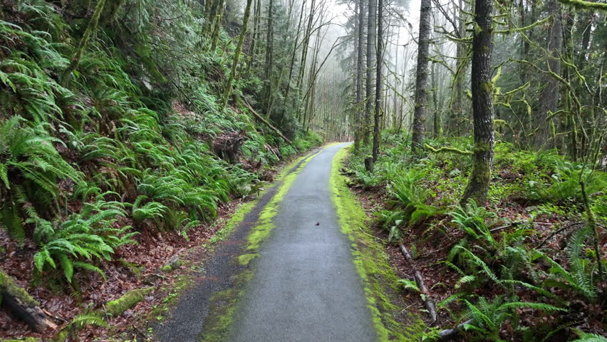 Trees, ferns, and other vegetation line the scenic Banks Vernonia trail, an old railroad bed about 25 miles west of Portland, Oregon. This forested area is popular amongst hikers, bikers, and campers.