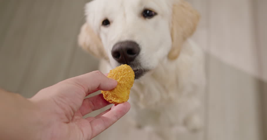 The owner gives a treat to his golden retriever, first person view