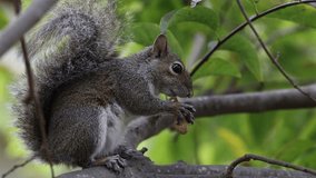 Profile View of a Cute Young Squirrel Eating a Peanut on a Tree Branch
