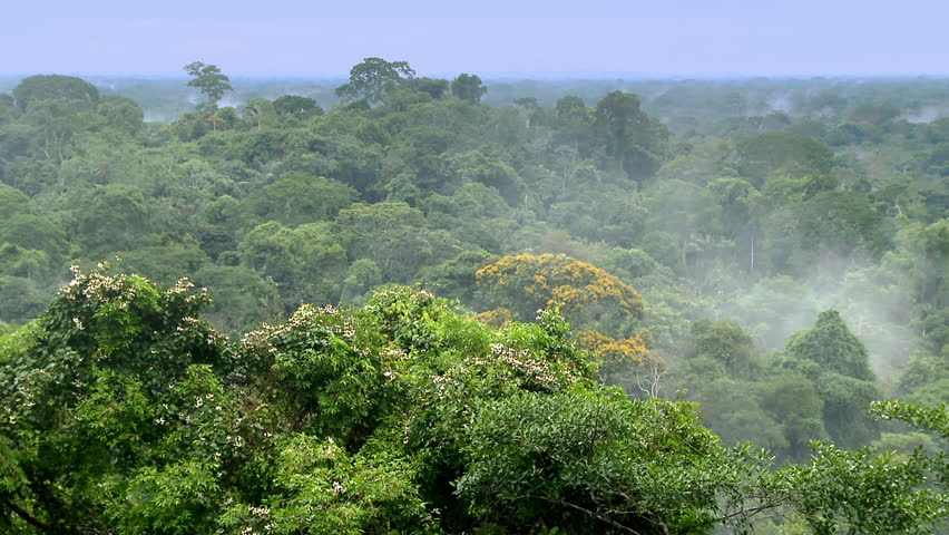 Beautiful landscape of the Amazon rainforest, Yasuni National Park, Ecuador. South America. ProRes footage.