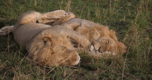 African Lion, panthera leo, Males Sleeping, Masai Mara Park in Kenya, Real Time 4K