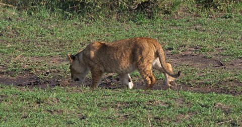 African Lion, panthera leo, Cub walking, Masai Mara Park in Kenya, Real Time 4K