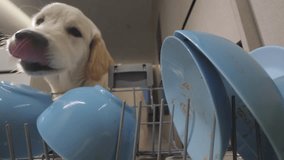 Naughty dog licks dirty dishes in the dishwasher. Raising a pet concept