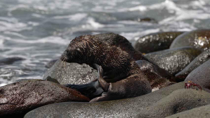 Two young Galápagos sea lions (Zalophus wollebaeki) scratch, relax and play fight on a bouldery beach as waves crash over the rocks, on North Seymour Island, in the Galápagos Islands, Ecuador.