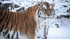 4k120 fps super slow motion video of big male Siberian Amur tiger, panthera tigris altaica in cold winter forest after snowfall , national park Leopard Land, 4k 120 fps slow motion raw video