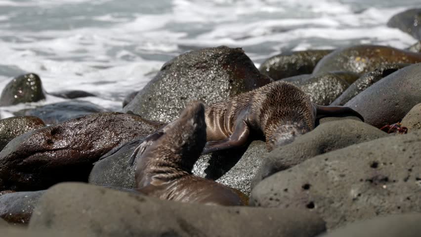 Two young Galápagos sea lions (Zalophus wollebaeki) play fight on a bouldery beach as waves crash over the rocks, on North Seymour Island, in the Galápagos Islands, Ecuador.