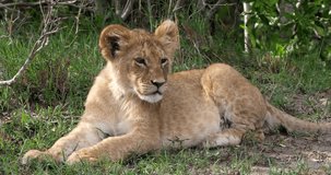 African Lion, panthera leo, cub laying down looking around, Masai Mara Park in Kenya, Real Time 4K