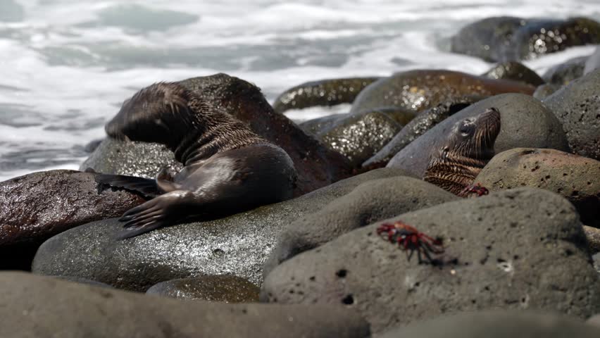 Two young Galápagos sea lions (Zalophus wollebaeki) scratch and relax on bouldery beach whilst as waves crash over the rocks, on North Seymour Island, in the Galápagos Islands, Ecuador.