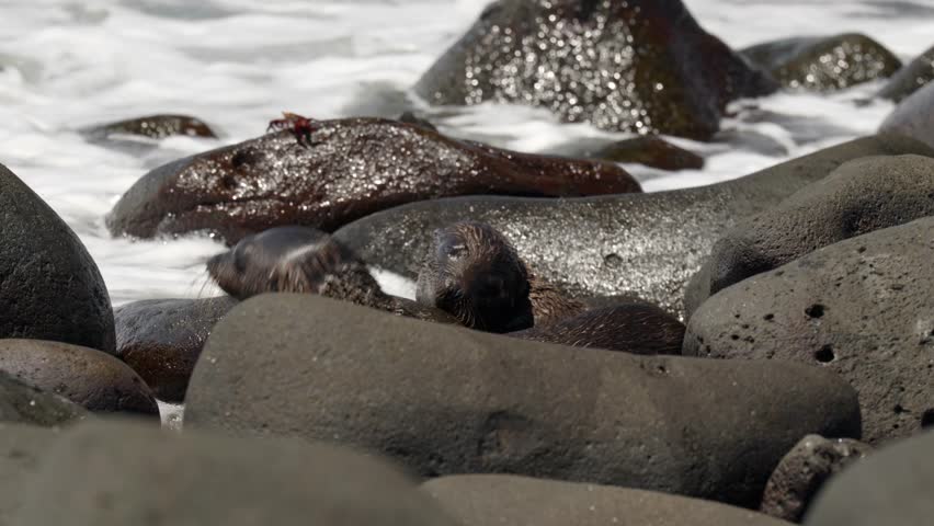 Two young Galápagos sea lion pups (Zalophus wollebaeki) play on rocks as waves crash in the background on North Seymour Island, in the Galápagos Islands, Ecuador.
