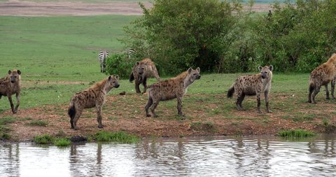 Spotted Hyena, crocuta crocuta, Group standing at Pond, Masai Mara Park in Kenya, Real Time 4K