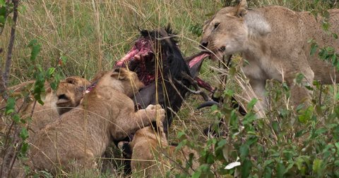 African Lion, panthera leo, Group with a Kill, a Wildebest, Masai Mara Park in Kenya, Real Time 4K