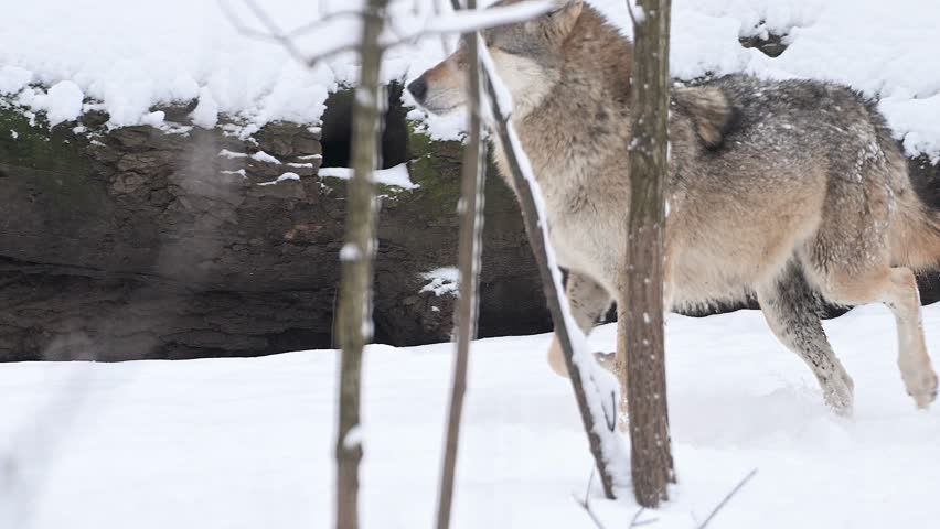 Wolf, Canis lupus, gray wolf in winter forest close slow motion portrait. High quality 4k footage super slow motion 120fps raw footage Royalty-Free Stock Footage #3418176159