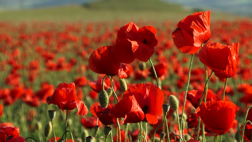 Field Of Red Poppies In Stock Footage Video 100 Royalty Free Shutterstock