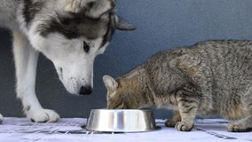 A large dog and a kitten eat together from the same bowl. Alaskan Malamute is having lunch with his little friend. Funny video of a dog and a cat.