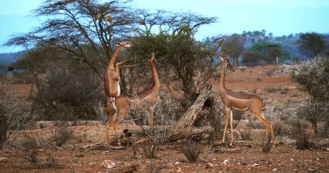 Gerenuk or Waller's Gazelle, litocranius walleri, Female standing on Hind Legs, Eating Acacias's Leaves,  in Kenya, Real Time 4K
