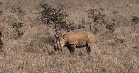 White Rhinoceros, ceratotherium simum, Calf Scratching on a Tree,  in Kenya, Real Time 4K