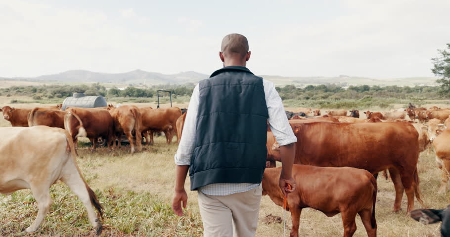 Farming, cows and black man with field, walking with sustainability and agriculture in African countryside. Nature, animals and cattle farmer with small business in food or dairy production from back