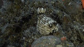 A nudibranch sits on the seabed among algae in a strong sea current. Red-Lined Jorunna (Jorunna rubescens) 200 mm. ID: pinkish-white with longitudinal brown stripes, rhinophores reddish.