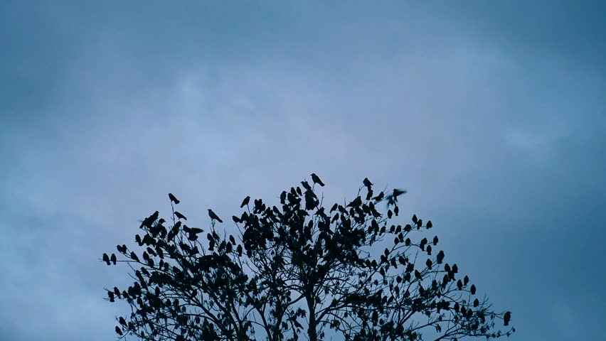 Birds Fly From Tree Scare Shock Flee Escape  at dusk | Shutterstock HD Video #34183648