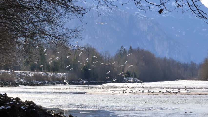A large flock of seagulls landing in the Squamish River at the Brackendale Eagle Run in Squamish, British Columbia, Canada