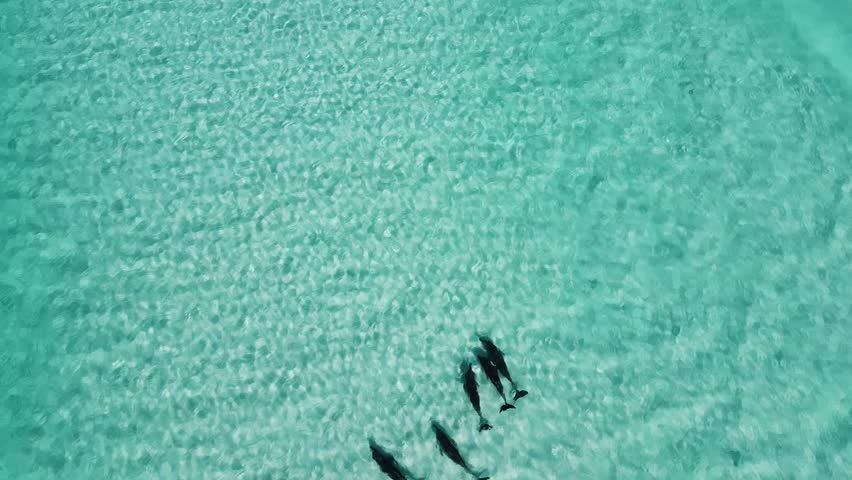 Drone video of five dolphins playing in the blue waves and transparent water in Esperance. 5 dolphins swimming in the shallows. Cape le grand national park, Western Australia. Royalty-Free Stock Footage #3418455237