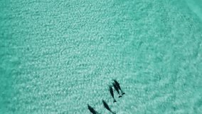 Drone video of five dolphins playing in the blue waves and transparent water in Esperance. 5 dolphins swimming in the shallows. Cape le grand national park, Western Australia.