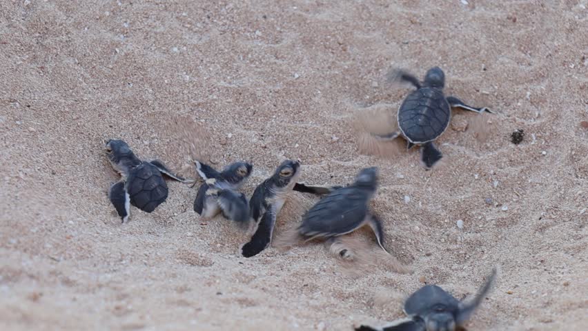 Video of turtle hatchlings on the beach. Many baby turtles going out of the nest, walk on the sand to the ocean. Cute and magical wildlife moment. Ningaloo national park in Exmouth, Western Australia. Royalty-Free Stock Footage #3418459961