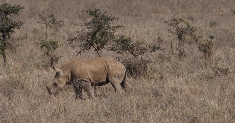 White Rhinoceros, ceratotherium simum, calf scratching on a Tree, Nairobi Park in Kenya, Real Time 4K