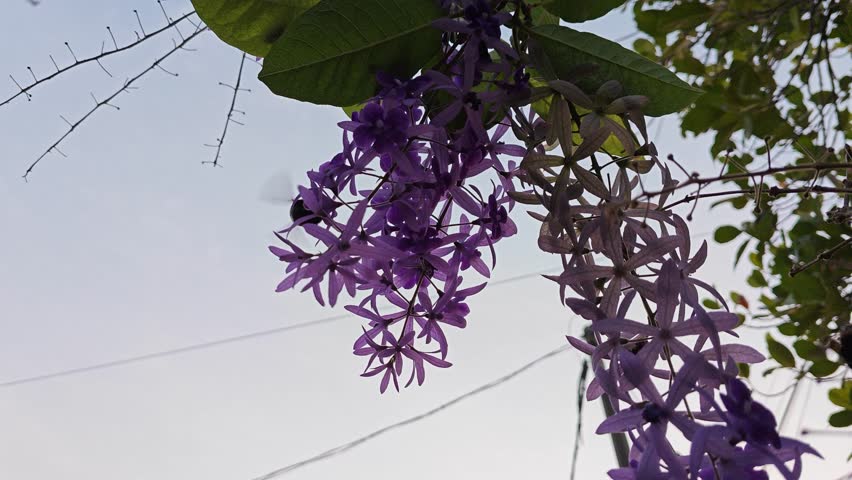 looking up at the bumble bees in silhouette flying around the sandpaper vine flower.