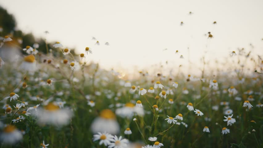 Daisy floral field with white daisies at sunset. Chamomile meadow in summer. Beautiful flowers, natural flowers field. Camera moving through chamomiles. Medicinal, curative herbs and plants concept.