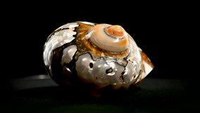 Pearly snail sea shell of Turbo sarmaticus South African turban. HD studio looped footage on black background